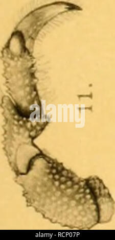 . Sterben Decapoda Brachyura der Siboga-Expedition. Siboga Expedition; Decapoda (Crustacea); Krabben; wissenschaftliche Expeditionen. . Bitte beachten Sie, dass diese Bilder sind von der gescannten Seite Bilder, die digital für die Lesbarkeit verbessert haben mögen - Färbung und Aussehen dieser Abbildungen können nicht perfekt dem Original ähneln. extrahiert. Ihle, Johan Egbert Willem, 1879 -; Siboga Expedition (1899-1900). Leiden, E.J. Brill Stockfoto