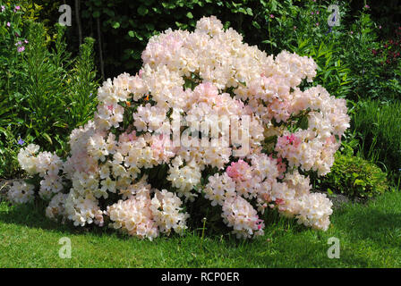 Weiß Rhododendron Bush mit einer Masse von pale pink/weiße Blumen in der Frühlingssonne abgedeckt Stockfoto