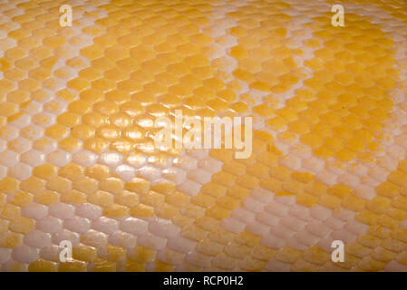 Albino Tigerpython (Python bivittatus) Stockfoto