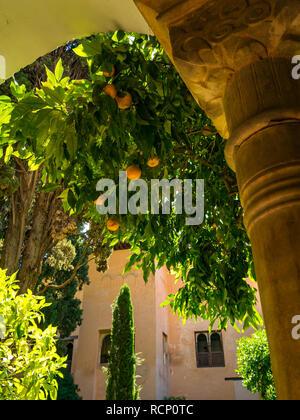 Orangen wachsen auf Bäumen, Daraxas Garten, Garten der Orange Tree Nasriden, Palast, Alhambra, Granada, Andalusien, Spanien Stockfoto