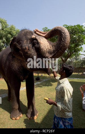 Jaipur; Red Fort; Elephant Sanctuary; Stockfoto