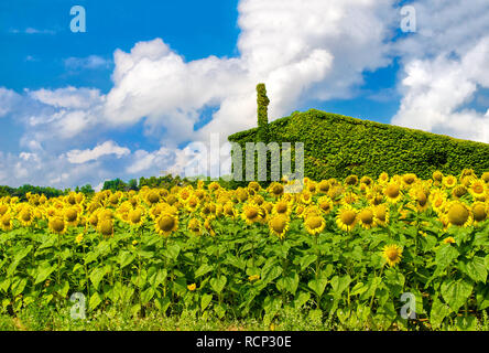 Green House Sonnenblumen nachhaltigen Wohnungsbau Hintergrund Stockfoto