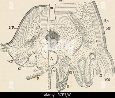 . Elemente der vergleichenden Anatomie der Wirbeltiere. Anatomie, Vergleichende; Wirbeltiere - Anatomie. UBINOGENITAL OKGANS. U 'J' J Niere korrekte (metanephros 1), zusammen mit seinen besondere Leitung, den Ureter. 2 Die generative Zellen, die die Eizellen und Samen- Zellen, haben eine ähnliche Herkunft im gesamten Wirbeltiere. Sie werden Dif-ferentiated aus der peritonealen Epithel. Diese keimepithel entsteht 011 der dorsalen Seite des Körpers - Hohlraum auf. Abb. 235.- SCHEMATISCHE QUERSCHNITTE DES KÖRPERS EINES LOWEI: WIRBELTIER, ZEIGEN DIE BEZIEHUNGEN DER Segmentinformationen Organe. (Nach Hensen.) Die righ Stockfoto