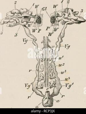 . Elemente der vergleichenden Anatomie der Wirbeltiere. Anatomie, Vergleichende; Wirbeltiere - Anatomie. 298 vergleichende Anatomie. Damit die primitiven Harnwege, neben seiner Hauptfunktion der ausgeschiedene Abfälle von Produkten durch die Epithelzellen, dient auch die peritoneale Flüssigkeit aus dem Körper zu leiten. Diese sr&lt;- (Hilary Harnwege oder mesonephros, ist von größter Bedeutung in der Anamnia: in den meisten Fischen Sie dient ausschließlich als Harn Orgel, aber in anderen (die meisten elasmobranchier) dauert es auch auf bestimmte Beziehungen zur generativen Apparat, die Anlass zu der parorchis, parovarium, Stockfoto