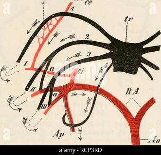 . Elemente der vergleichenden Anatomie der Wirbeltiere. Anatomie, Vergleichende; Wirbeltiere - Anatomie. Das HERZ UND SEINE GEFÄSSE. 283 vom Dritten branchial Vene (Abb. 227, 4, Ap}. Die lungenschlagader enthält daher weit mehr arterielle als venöse Blut, und damit die Lungen der Salamander Larve, wie die Luft - Blase von Fischen, können keine wichtigen, respiratorische Funktion. Die Arteria carotis (Ci) ergibt sich aus dem ersten branchial Vene, in Richtung der mittleren Linie, die A. carotis (c' c) kommend weiter nach außen. Die letztere, da es geht vorwärts, wird mit dem ersten branchial angeschlossen Stockfoto