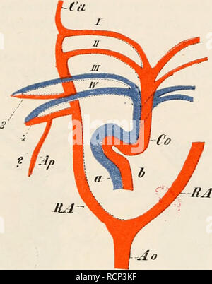 . Elemente der vergleichenden Anatomie der Wirbeltiere. Anatomie, Vergleichende; Wirbeltiere - Anatomie. Das HERZ UND SEINE GEFÄSSE. 281 branchial Arterien (Abb. 225,/,77). Die venöse Aktuelle, auf der anderen Seite fliesst von der rechten Herzkammer in die Dritte und Vierte branchial Arterien und von dort in die entsprechenden Kiemen, wo es gereinigt wird; sie erreicht die Aortenbögen mittels der Branchial Venen (/, IV, 3, 4, RA}^ Der pulmonalarterie (AP) ab dem vierten branchial Vene entsteht, so dass das Blut ist damit. Ao Abb. 225.- DIAGRAMM DER BRANCHIAL Zirkulation von PROTOPTERUS. Co, con Stockfoto