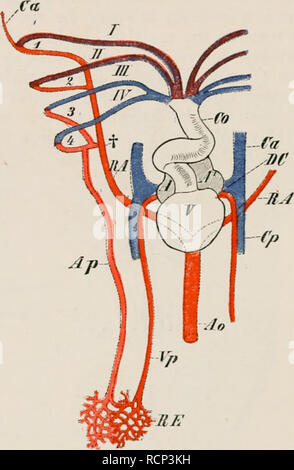 . Elemente der vergleichenden Anatomie der Wirbeltiere. Anatomie, Vergleichende; Wirbeltiere - Anatomie. 280 vergleichende Anatomie. Der kiemen (72), wo es mit Sauerstoff versorgt wird, um von dort in die Branchial Venen (Bild passieren. 223, 1). Die Art und Weise, in der die Wurzeln der Aorta aus letzterem gebildet werden, wurde bereits beschrieben. Dipnoi. - In der Dipnoi, wie sie in Fischen, im Herzen liegt weit nach vorne, in der Nähe des Kopfes. In der Korrespondenz mit dem Modus der Atmung, durch Lungen sowie durch die Kiemen, erreicht er eine Stufe der Entwicklung Mitte zwischen, die in Fischen und in Amphi-bians gesehen. Das Atrium Stockfoto