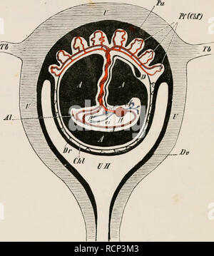 . Elemente der vergleichenden Anatomie der Wirbeltiere. Anatomie, Vergleichende; Wirbeltiere - Anatomie. 276 vergleichende Anatomie. Endgültige Harnblase und Harnröhre. Hinweise auf den Ausgang der Allantois und vitcllo - Darm Kanal (Nabelschnur) von der Körper-Buchse kann in der Erwachsenen am Nabel gesehen werden, oder heterozygotie, Avhich stellt den letzten Punkt, an dem der Körper - Wände. PC (CLf). Abb. 220.- SCHEMATISCHER QUERSCHNITT DURCH DIE MENSCHLICHE GUAVID GEBÄRMUTTER. U, der Gebärmutter; T/&gt;, Tb, Eileiter; UIT, gebärmutterhöhle; Dv, cleeidua Vera, die mit PU-Pässe in die uterine Po Stockfoto