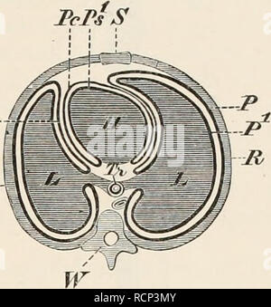 . Elemente der vergleichenden Anatomie der Wirbeltiere. Anatomie, Vergleichende; Wirbeltiere -- Anatomie. tn-. Abb. 212.- DIAGRAMM DES PLETJRAL UND perikardialen Körperhöhlen der Säugetiere, GEGRÜNDET AUF DIE BEZIEHUNGEN DIESER TEILE IM MENSCHEN. (A, Abschnitt "Horizontale; B, Querschnitt.) Tr, Luftröhre, Bronchien; Br; L, L, Lunge; UHR, Herz; W, Wirbelsäule; P, parietal, und P1, viszerale Schicht der Pleura; t t, Punkte, an denen diese gehen in einander am Hilus pulraonalis (Hi); m, Mediastinum; PC, PSL, Parietale und viszeralen Schichten des Perikards; ff, Rippen (Mauer des Thorax); S, Brustbein. ist ca Stockfoto