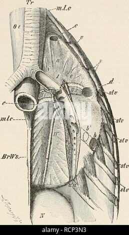 . Elemente der vergleichenden Anatomie der Wirbeltiere. Anatomie, Vergleichende; Wirbeltiere - Anatomie. Lungen. 261. Abb. 210.- linke Lunge DER ENTE, in situ. (Von einer Originalzeichnung von H. Strasser.) Die wichtigsten bronchus ist offen geschnitten; intern zu diesem liegt der Lungenvenen ariden extern der Pulmonalarterie. Oc, Speiseröhre; m. l. c, Muse, longus Colli; B-rlVs, thorakale Wirbel;;;;;;;; v, v, endet der freien Wirbelsäule Rippen; Stv, stv, Abschnitte der Rippen mit dem Brustbein verbunden sind; N, Niere, Tr, der Luftröhre;/, erste eutobronchium und c, die Öffnung der Kommunikation (Mündung) mit der prebronchial ein Stockfoto