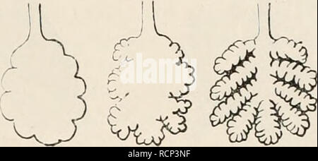 . Elemente der vergleichenden Anatomie der Wirbeltiere. Anatomie, Vergleichende; Wirbeltiere - Anatomie. Luft - Passagen. 253, derer, die Runde der Glottis oder der Eintritt in die Luftröhre (das sind phylogenetisch älteste Knorpel Der ganze Apparat), differenzierter geworden, eine spezielle Apparatur, den Kehlkopf; dies ist durch Muskeln reguliert, und hat mit der Produktion der Stimme zu tun. 15 (I). Abb. 205.- SCHEMATISCHE DARSTELLUNG DER PHYLOGENETISCHEN ENTWICKLUNG DER LUNGE, EINE SCHRITTWEISE ERHÖHUNG DER BESPIRATORY OBERFLÄCHE wird GESEHEN IN VON A BIS D. Die Luftröhre, Bronchien, Kehlkopf und somit Co Stockfoto