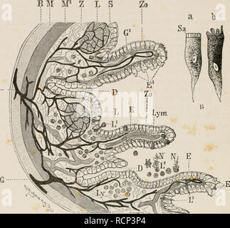 . Elemente der vergleichenden Anatomie der Wirbeltiere. Anatomie, Vergleichende; Wirbeltiere - Anatomie. 238 vergleichende Anatomie. Mit tin-Epithelzellen, E1 JP-, der Darm eines niedrigeren Wirbeltier, in Abb. 194, ein, wo sie gezeigt werden, Putting out B M M G-------. Fie. 104.- ein, SKMIDIAGKAMMATIC QUERSCHNITT EINES TEILS DER WAND DES DARMS. (Kombiniert aus dem Zustand, in den beiden unteren und höheren Wirbeltieren gesehen.) Das bindegewebe - Gewebe und epithel sind designedly viel zu Lasche gezogen." Im Vergleich zu den äußeren Schichten. Auf der linken Seite der Abbildung wäre der Leib - Hohlraum; t Stockfoto