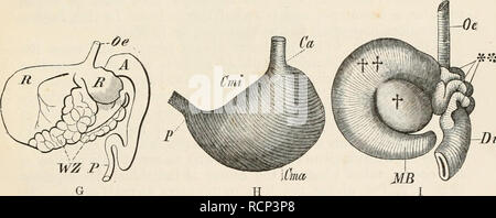 . Elemente der vergleichenden Anatomie der Wirbeltiere. Anatomie, Vergleichende; Wirbeltiere - Anatomie. E. ABB. Sterben. 192.- VERSCHIEDENE FORMEN VON SÄUGETIEREN Mägen. A, Hund. B, Mus dccumanus. C, Mus musculus. D, Wiesel. E, Diagramm der Wiederkäuer Magen, der Pfeil zeigt die Richtung, die das Essen dauert; R, E, Pansen und reticuluin; 0, Psalterium; A, labmagen. F, menschlichen Magen invertiert und bereit, die Muskeln, a, b, c, auf der inneren Seite zu zeigen. G, sto-mach von Camel; E, H, Pansen und retikulum; A, labmagen; WZ, Wasser Zellen. H, Magen von Echidna hystrix; Cmi, weniger Krümmung; Cma, größere Cur Stockfoto