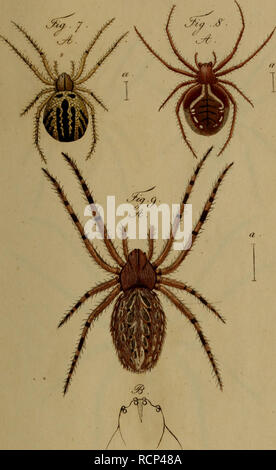 . Arachniden sterben: Getreu nach der Natur abgebildet und beschrieben. Spinnen. . Bitte beachten Sie, dass diese Bilder sind von der gescannten Seite Bilder, die digital für die Lesbarkeit verbessert haben mögen - Färbung und Aussehen dieser Abbildungen können nicht perfekt dem Original ähneln. extrahiert. Koch, C.L. (Carl Ludwig), 1778-1857; Hahn, Carl Wilhelm, 1786-1836. Nürnberg: In der C.H.'s Zeh chen Buchhandlung Stockfoto