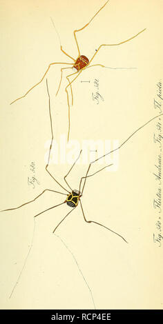 . Arachniden sterben. Getreu nach der Natur abgebildet und beschrieben. Spinnen. . Bitte beachten Sie, dass diese Bilder sind von der gescannten Seite Bilder, die digital für die Lesbarkeit verbessert haben mögen - Färbung und Aussehen dieser Abbildungen können nicht perfekt dem Original ähneln. extrahiert. Koch, C.L. (Carl Ludwig), 1778-1857; Hahn, Carl Wilhelm, 1786-1836. Nürnberg, in der C.H.'s Zeh chen Buchhandlung Stockfoto