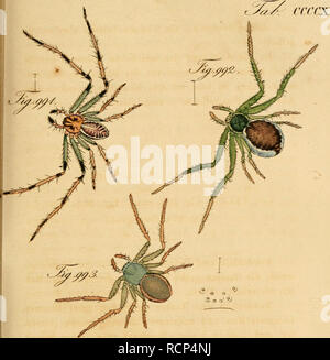 . Arachniden sterben. Getreu nach der Natur abgebildet und beschrieben. Spinnen. . Bitte beachten Sie, dass diese Bilder sind von der gescannten Seite Bilder, die digital für die Lesbarkeit verbessert haben mögen - Färbung und Aussehen dieser Abbildungen können nicht perfekt dem Original ähneln. extrahiert. Koch, C.L. (Carl Ludwig), 1778-1857; Hahn, Carl Wilhelm, 1786-1836. Nürnberg: In der C.H.'s Zeh chen Buchhandlung Stockfoto