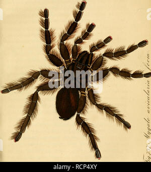 . Arachniden sterben. Getreu nach der Natur abgebildet und beschrieben. Spinnen. j. Bitte beachten Sie, dass diese Bilder sind von der gescannten Seite Bilder, die digital für die Lesbarkeit verbessert haben mögen - Färbung und Aussehen dieser Abbildungen können nicht perfekt dem Original ähneln. extrahiert. Koch, C.L. (Carl Ludwig), 1778-1857; Hahn, Carl Wilhelm, 1786-1836. Nürnberg: In der C.H.'s Zeh chen Buchhandlung Stockfoto