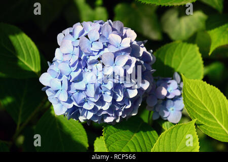Fureszeslevelu hortenzia, Hydrangea serrata Stockfoto