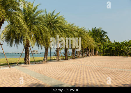 Palm Gasse an der Küste des Golfs von Siam, Thailand Stockfoto