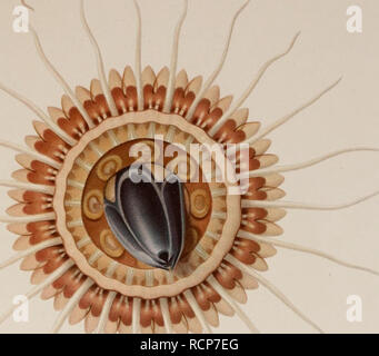 . Acraspeden Medusen der Deutschen sterben Tiefsee-Expedition 1898-1899. Mit Tafel I-VIII. Quallen. 1 l. Bitte beachten Sie, dass diese Bilder sind von der gescannten Seite Bilder, die digital für die Lesbarkeit verbessert haben mögen - Färbung und Aussehen dieser Abbildungen können nicht perfekt dem Original ähneln. extrahiert. VanHöffen, Ernst, 1858 -. [Jena, G. Fischer Stockfoto