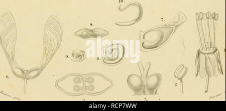 . Wörterbuch universel d'histoire naturelle: résumant et complétant tous les vollendete présentés par les encyclopédies, Les anciens dictionnaires Scientifiques, les Oeuvres complètes de Buffon, et les... traités spéciaux sur les Instruments Zweige des sciences naturelles. ... Natural History. uÉnrxp'ES. Y'^rfi" ///, y&lt;'r,//A.,,/'/:/f,,- (.//.). Bitte beachten Sie, dass diese Bilder sind von der gescannten Seite Bilder, die digital für die Lesbarkeit verbessert haben mögen - Färbung und Aussehen dieser Abbildungen können nicht perfekt dem Original ähneln. extrahiert. Orbigny, Charles Dessalines Stockfoto