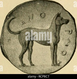 . Die Abstammung der ältesten Haustiere... Heimische Tiere. Sterben 20 Jht. Kunst im Dienste der Haustiergeschiciite. 23 verwertbar wird und weit besser orientiert als die genaueste Angabe litterarische. This Tierstücke (pecuniae) Sindh namentlicli auf dem unermüdlichen/iji/ioof - Bluii/er in seltener "olIständigkeit gesammelt und zum Teil in seinem umfangreichen Tatehverk veröffentlicht worden. Auch archaeologische. Bitte beachten Sie, dass diese Bilder aus gescannten Seite Bilder, die digital für die Lesbarkeit verbessert haben mögen - Färbung und Aussehen dieser Abbildungen kann nicht extrahiert werden Stockfoto