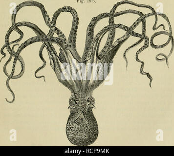 . Die Funktionen des Centralnervensystems und Your phylogenese. Neuroanatomie, Neurophysiologie. Okt 02&gt; ich (S vulgaris (kriechend). T Trichteroftnung. F]o. 19b. Octopus rulijaris (schwimmbereit).. Bitte beachten Sie, dass diese Bilder sind von der gescannten Seite Bilder, die digital für die Lesbarkeit verbessert haben mögen - Färbung und Aussehen dieser Abbildungen können nicht perfekt dem Original ähneln. extrahiert. Steiner, J. Braunschweig: Friedrich Vieweg; Stockfoto