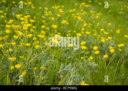 Kalifornien Hahnenfuß (Ranunculus Californicus) Wildblumen auf einer Wiese, in der Bucht von San Francisco, San Jose, Kalifornien Stockfoto