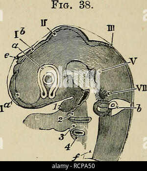 . Die Elemente der Embryologie. Embryologie; Embryologie. 118 Der dritte Tag. [CHAP,. Kopf von einem Küken op den dritten Tag gesehen seitwärts als transparentes Objekt. (Von Huxley.) Ich habe ein. Die Blasen der zerebralen Hemisphäre. 16. Die Vesikel des dritten Ventrikels (die ursprüngliche fore-Gehirn); An seinem Gipfel ist die Projektion der Zirbeldrüse e gesehen. Unterhalb dieser Teil des Gehirns ist zu sehen, in der optische Teil, der optischen Vesikel ein bereits involuted mit dicker und dünner Außenwand (den Buchstaben "a" auf der Kreuzung der beiden platziert wird, wird die primäre Hohlraum fast unkenntlich gemacht werden). In der Mitte des t Stockfoto