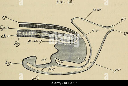 . Die Elemente der Embryologie. Embryologie; Embryologie. Iii.] Der CANALIS PASSAGE. 73 in tlie Chorda dorsalis, wo Letztere verbindet den Primitivstreifen (B). Eine schmale Divertikel aus dieser Passage ist für das weitere - Stationen für eine kurze Strecke entlang der Achse der Chorda dorsalis (A, CH). Nach dem Verfahren der Chorda dorsalis, ist die Passage in eine hypoblastic Divertikel, das sich öffnet, ventral in die Zukunft lumen Der ahmentary Fläche (C) fort. Kurz hinter der Stelle, wo der Canalis Passage kommuniziert mit dem Neuralrohr letztere Struktur öffnet sich dorsal, und eine Nut auf der Oberfläche Stockfoto