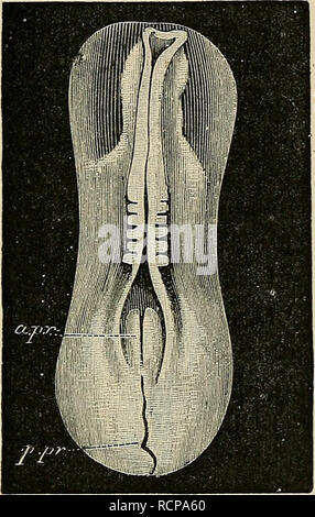 . Die Elemente der Embryologie. Embryologie; Embryologie. Iii.] Die MEDULLÄRE KANAL. Abb. 23. 67. Dorsale Ansicht der gehärteten Bereich Zona pellucida eine op ein Küken mit fünf Mesoblastig Somiten. Die Medulläre Falten für teil, deren Ausmaß erfüllt, aber nicht vereint. a. pr, vorderen Teil des Primitivstreifens;' S. pr. hinterer Teil des Primitivstreifens. Mg). Es ist nicht vollständig, bis ein Zeitraum wesentlich später als die, die wir in Betracht ziehen, geschlossen. In der Zwischenzeit wichtige Veränderungen vollziehen sich in der axialen Teile des Mesoblasten, die auf jeder Seite der Chorda dorsalis unter der Medulläre liegen f Stockfoto