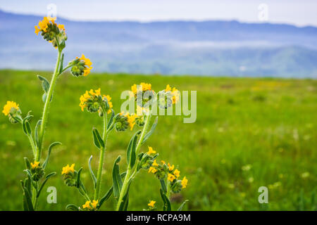 In der Nähe von Fiddleneck (cynoglossum Tesselata) Wildblumen blühen auf den Hills, Kalifornien Stockfoto