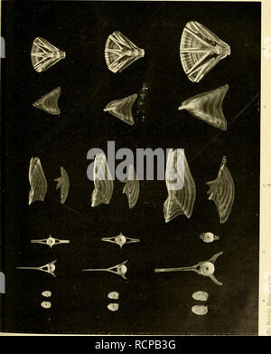 . Die Beteiligung Deutschlands an der internationalen Vollständigen: Bericht. Ozean; Fischerei; Meeresbiologie; Fischerei; Fischerei. . Bitte beachten Sie, dass diese Bilder sind von der gescannten Seite Bilder, die digital für die Lesbarkeit verbessert haben mögen - Färbung und Aussehen dieser Abbildungen können nicht perfekt dem Original ähneln. extrahiert. Die Deutsche Wissenschaftliche Kommission für vollständigen. Berlin: Wissenschaftliche Kommission Stockfoto