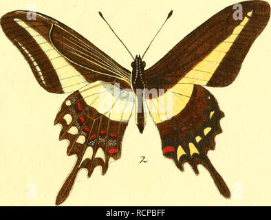 . Die ausländischen Schmetterlinge in Abbildungen nach der Natur. Schmetterlinge, Lepidoptera. Ta-pilioii - Exotische. Xquit Achivx. .:^^. DemoAocx^s^.." Torquatmus Xj^^^^^ zyt/^.. Bitte beachten Sie, dass diese Bilder sind von der gescannten Seite Bilder, die digital für die Lesbarkeit verbessert haben mögen - Färbung und Aussehen dieser Abbildungen können nicht perfekt dem Original ähneln. extrahiert. Esper, Eugen Johann Christoph, 1742-1810; Charpentier, Toussaint von, 1779-1847; Bock, Johann Carl, b. 1757, Stecher; Leitner, Johann, Stecher; Volkart, J.F., Stecher, Schaus, William, 1859 -, Formular Stockfoto