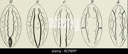 . Elemente der vergleichenden Anatomie. Der EXCEETOEY OEGANS VEEMES. 173 von ihnen werden muss genauer untersucht werden. Die Beziehungen der Kanäle, die als Wasser vaskulären System bekannt sind, sind in den meisten platyhelminthes bekannt. Sie haben nicht im Lande Planarians beobachtet. In der Trematoda, und viele Turbellaria, zwei Absondernden Kanäle, je eins an jeder Seite, ramify im Körper; der Chief Trunks, feine Zweige, die seine Parenchym (Abb. durchqueren. 80, B). Lange Wimpern sind. Abb. 80. Diagramm der Ausscheidungsorgane der Platyhelminthes, zeigt die unterschiedlichen Formen, whi Stockfoto