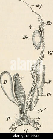 . Elemente der vergleichenden Anatomie der Wirbeltiere. Anatomie, Vergleichende; Wirbeltiere - Anatomie. Generativen Organe. 319 zum Beispiel der linke Eierstock nur vollständig entwickelt und funktionsfähig ist. Bei Reptilien die Eierstöcke liegen in der Nähe der Wirbelsäule, und werden von bauchfell überzogen; ihre Lumen wird durch eine hoch Vas- Netzwerk von trabeculse durchdrungen, die Einhausung der Eizellen. In den Lymphknoten - Hohlräume gebildet die Bildung von ovarialfollikeln stattfindet. Die develoDinent Follikel Auftritt während des ganzen Lebens in Reptilien, wie. Abb. 250.- MÄNNLICH UKINOGENITAL ORGANE DER Anguisfrayilis. (Nach F. Leydig.) Stockfoto