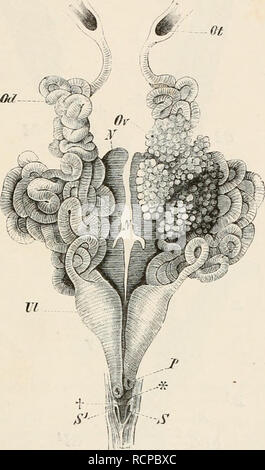 . Elemente der vergleichenden Anatomie der Wirbeltiere. Anatomie, Vergleichende; Wirbeltiere - Anatomie. Generativen Organe. 317 Schließlich ist die so genannte Fett-Gremien (Corpora adiposa) muss erwähnt werden: Diese sind in allen Amphibien in Verbindung mit dem generativen Drüsen, und Adenoiden Substanz, Fett gebildet, und Leukozyten, und zahlreiche Blutgefäße enthalten. Sie werden offenbar durch die Degeneration der anteriore Teil der Genitalleiste gebildet, und "der Bieterin Orgel" (Siehe S. 316) in die Kröte scheint zu stellen einen Teil der Grat, der nicht so weit degeneriert. Der Ausschuss der Regionen Stockfoto