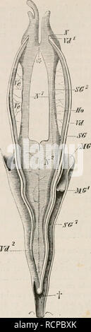 . Elemente der vergleichenden Anatomie der Wirbeltiere. Anatomie, Vergleichende; Wirbeltiere - Anatomie. 312 COMPAKATIYE AXATOM Y.. Abb. 244.- MÄNNLICH UIUNOGENITAL APPARAT DES STV ich: Ich würde 2, Vas deferens;-Ho, der Hoden: Ve, Ve, Netzwerk der vasa efferentia; MG, Mullovian Leitung, die nnjte. s. Mit dem Sammeln Leitung der Nieren an MG1;t, Punkt, an dem die beiden sammeln - Kanäle der Nieren iinite." Entwicklung. 1 Posterior, der oviducts Öffnen in die Kloake etwas hinter den Öffnungen der Ureteren - entweder einzeln oder durch einen gemeinsamen Kanal. 1. Die größere Anzahl der Haie sind vivipa Stockfoto