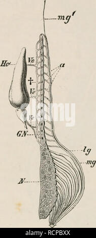 . Elemente der vergleichenden Anatomie der Wirbeltiere. Anatomie, Vergleichende; Wirbeltiere - Anatomie. 306 vergleichende Anatomie. Umfassendere und kompakte posterioren Teil. Letztere ergibt sich die funktionelle Niere (Abb. 240, N), während die ehemaligen wird in der Mann mit dem generativen Organen verbunden. Feine Kanäle, B. Bitte beachten Sie, dass diese Bilder sind von der gescannten Seite Bilder, die digital für die Lesbarkeit verbessert haben mögen - Färbung und Aussehen dieser Abbildungen können nicht perfekt dem Original ähneln. extrahiert. Wiedersheim, Robert, 1848-1923; Parker, W. N. (William Stockfoto