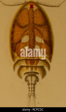 . Sterben Asterochreiden des Golfes von Neapel und der angrenzenden Meeres-Abschnitte. Asterochreidae; Krebstiere. . Bitte beachten Sie, dass diese Bilder sind von der gescannten Seite Bilder, die digital für die Lesbarkeit verbessert haben mögen - Färbung und Aussehen dieser Abbildungen können nicht perfekt dem Original ähneln. extrahiert. Giesbrecht, Wilhelm, 1854-1913. Berlin, R. Friedländer &Amp; Sohn Stockfoto