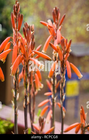 Aloe Blüten in einen Topf auf dem Balkon, Kalifornien Stockfoto