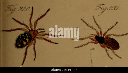 . Arachniden sterben: Getreu nach der Natur abgebildet und beschrieben. Spinnen. . Bitte beachten Sie, dass diese Bilder sind von der gescannten Seite Bilder, die digital für die Lesbarkeit verbessert haben mögen - Färbung und Aussehen dieser Abbildungen können nicht perfekt dem Original ähneln. extrahiert. Koch, C.L. (Carl Ludwig), 1778-1857; Hahn, Carl Wilhelm, 1786-1836. Nürnberg: In der C.H.'s Zeh chen Buchhandlung Stockfoto