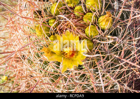 In der Nähe der Wüste barrel Kaktus in der Blüte (Ferocactus cylindraceus), Anza Borrego Desert State Park, Kalifornien Stockfoto