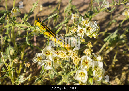 Weiß gesäumten Sphinx Moth (hyles Lineata) Raupen Fütterung, Anza Borrego Desert State Park, San Diego County, Kalifornien Stockfoto