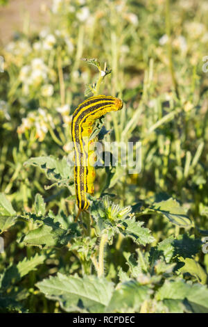 Weiß gesäumten Sphinx Moth (hyles Lineata) Raupen Fütterung, Anza Borrego Desert State Park, San Diego County, Kalifornien Stockfoto