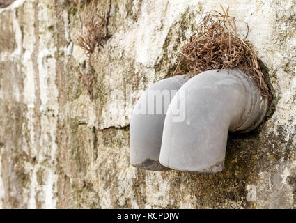 Zwei Kunststoff Abflussrohre von der Wand nach außen Stockfoto