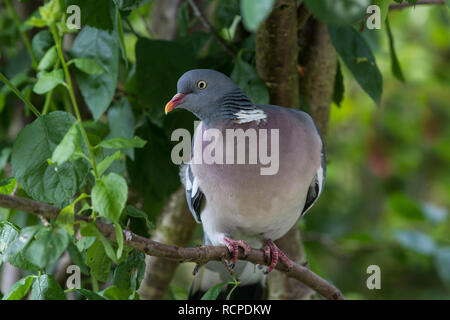 Woodpigeon. Columba palumbus. Einzelne Erwachsene in Obstbaum. Sommer. Britische Inseln. Stockfoto