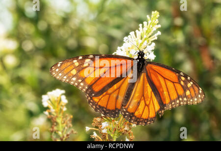 Migration von männlichen Monarch butterfly im Herbst, Hinterleuchtung von Sun, der Fütterung auf einem weißen Sommerflieder flower Cluster Stockfoto