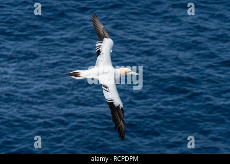 Unreife Northern Gannet (Morus bassanus) im Flug hoch über dem Meer entlang der schottischen Küste, Schottland, Großbritannien Stockfoto