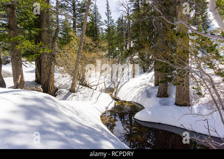 Wicklung Creek, Pinien und Schnee im Mount San Jacinto State Park, San Bernardino National Forest, Kalifornien Stockfoto